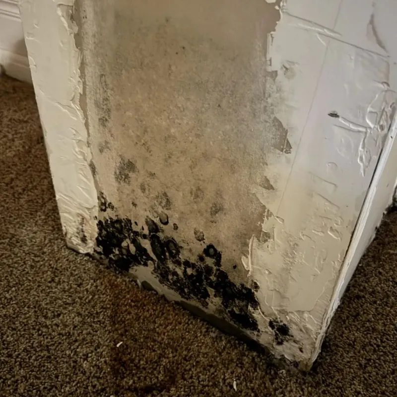 Professional Mold Removal in Catahoula, LA